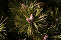 Pinus sylvestris Borkovice IMG_8298 Sosna pospolita